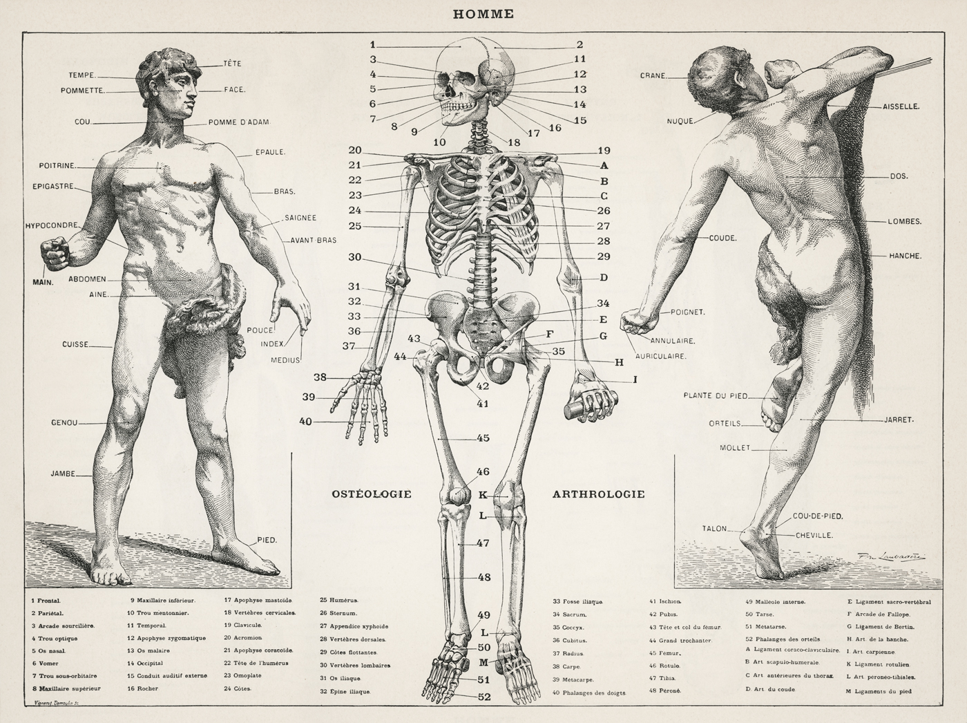 human_body_(1900)_ by_Laroussehuman_body_(1900)_ by_Larousse